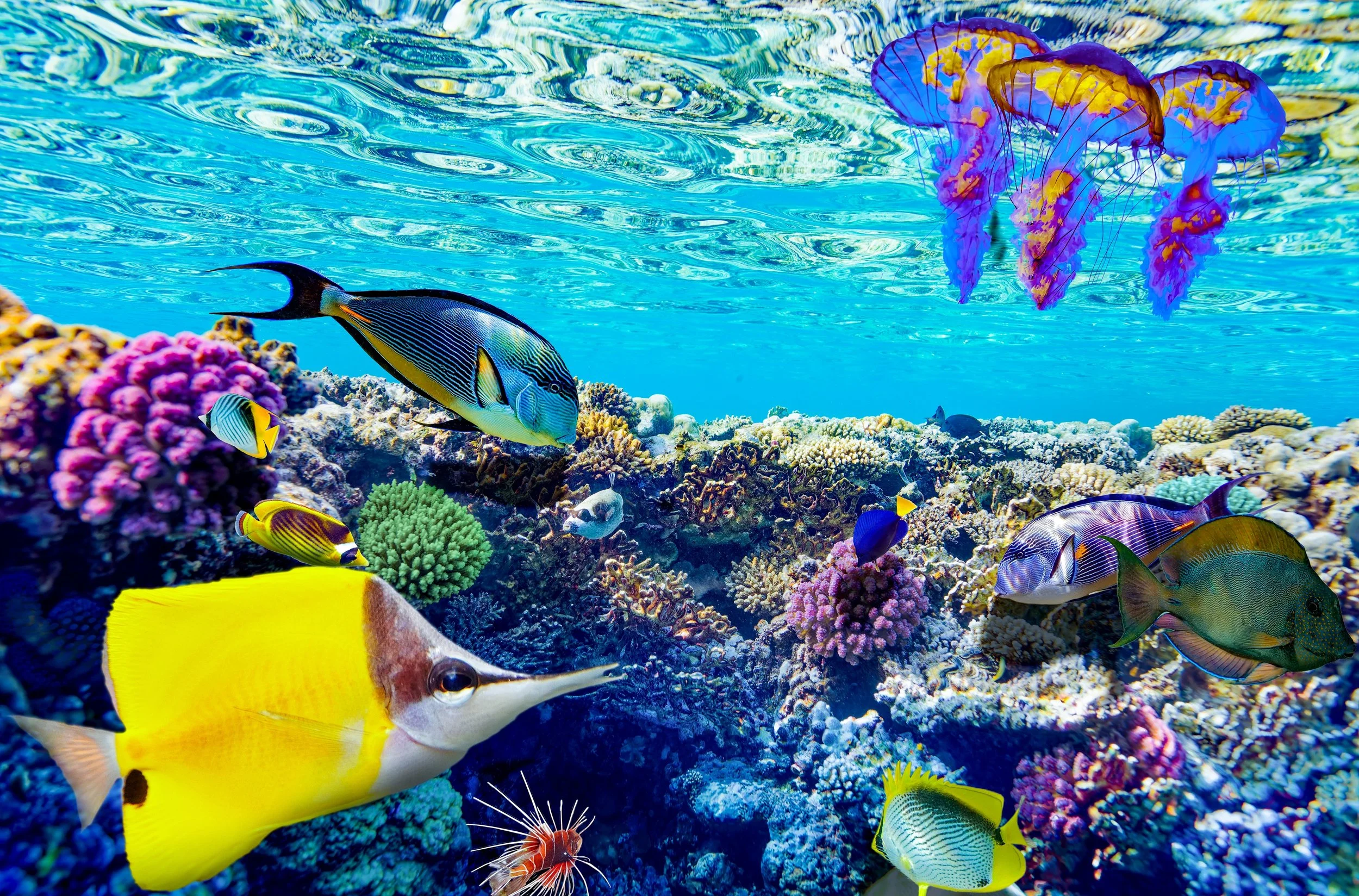 Wave Attenuation Devices and Fish Habitat: A Hidden Benefit