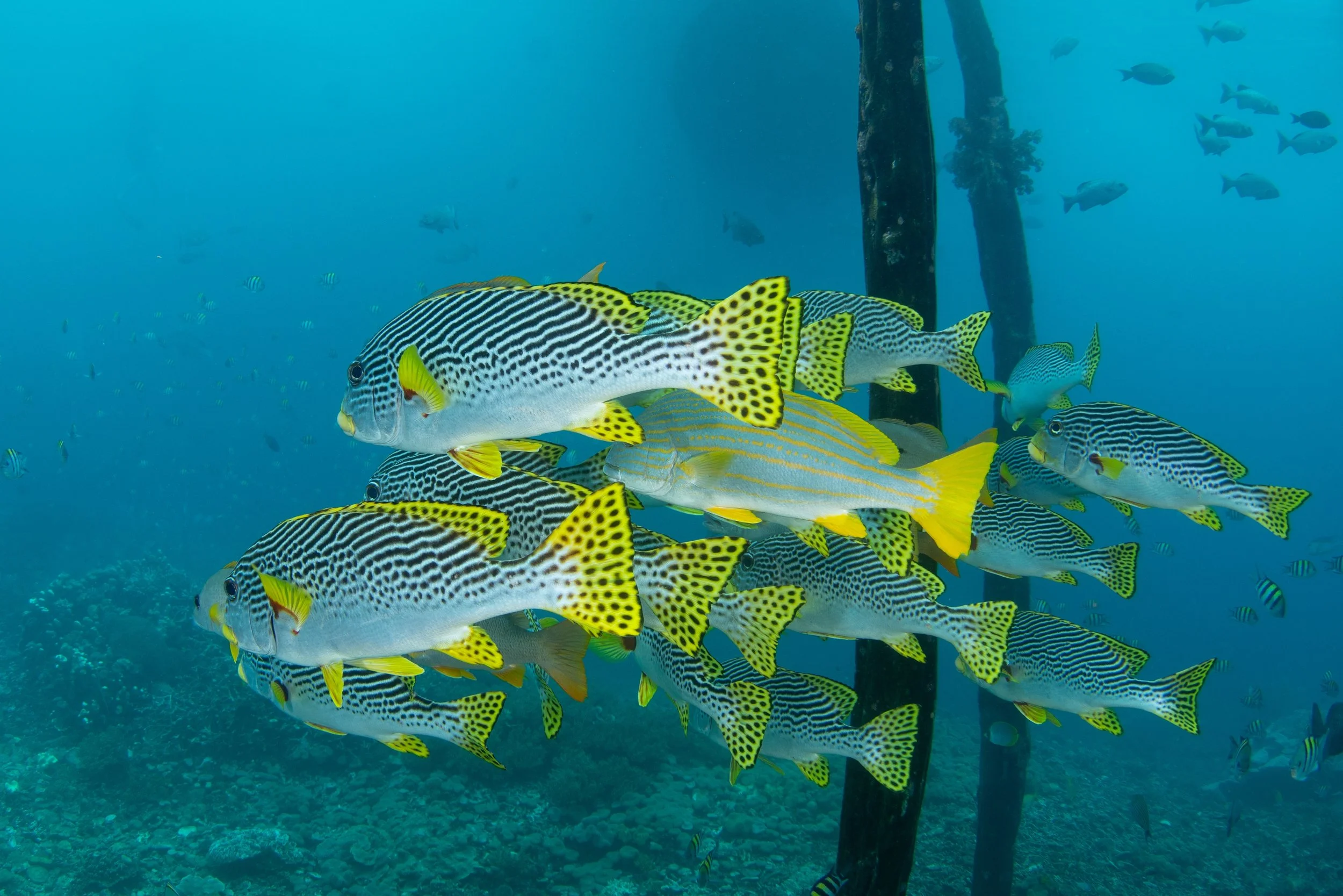 How Wave Breakers Support Living Shorelines and Wetland Protection