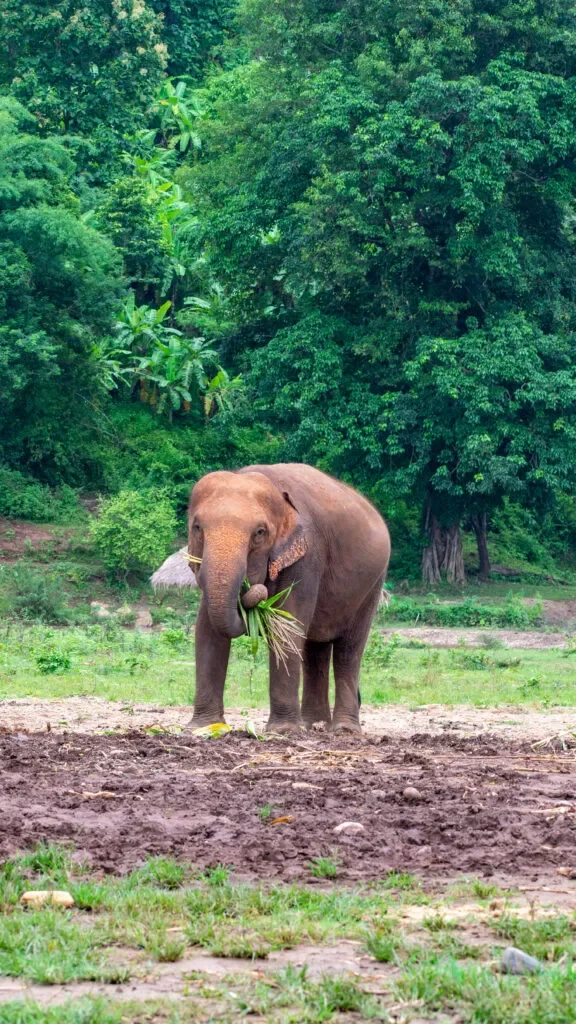 tajlandia-slonie-przewodnik-576x1024.jpg.webp