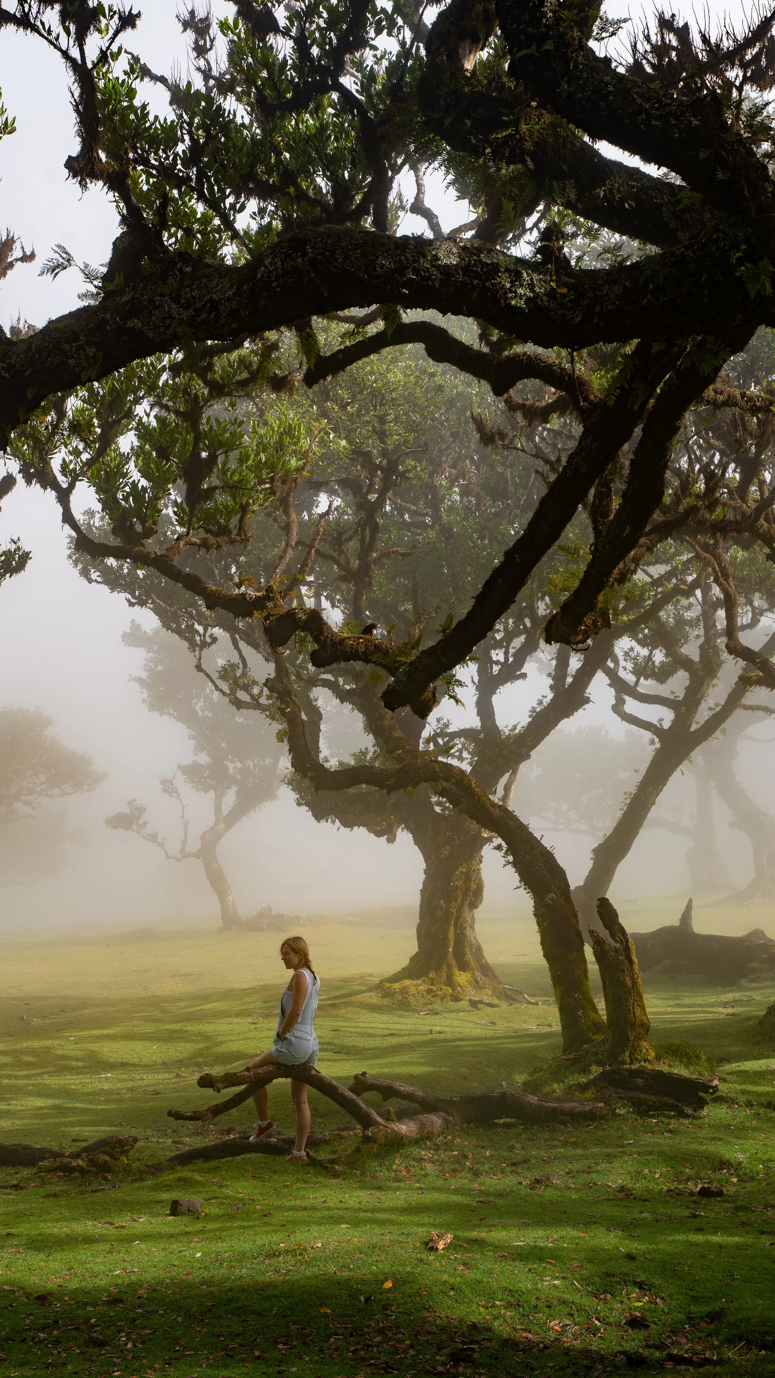 A woman in a white outfit standing on a fallen tree trunk in a foggy, lush green forest with large, twisted trees.