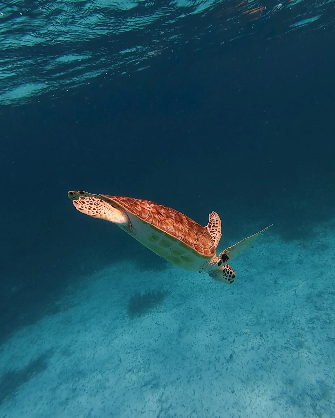Underwater image of a turtle swimming in the ocean.