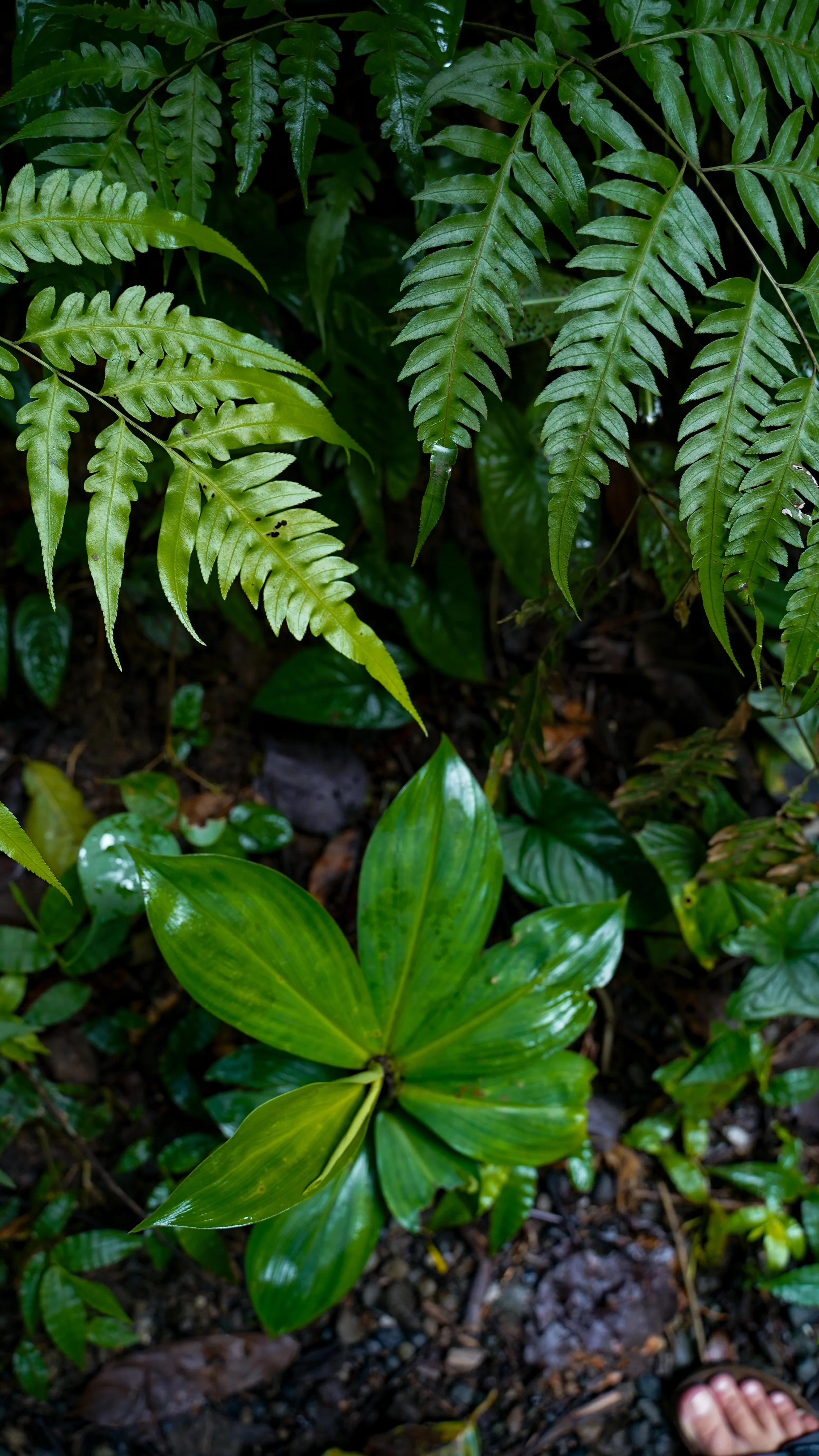 kostaryka co zobaczyć park narodowy Manuel Antonio
