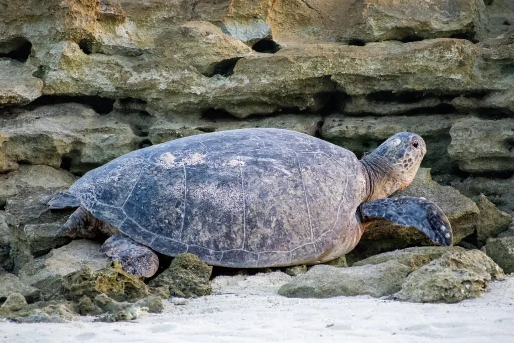 heron island zółwie w australii