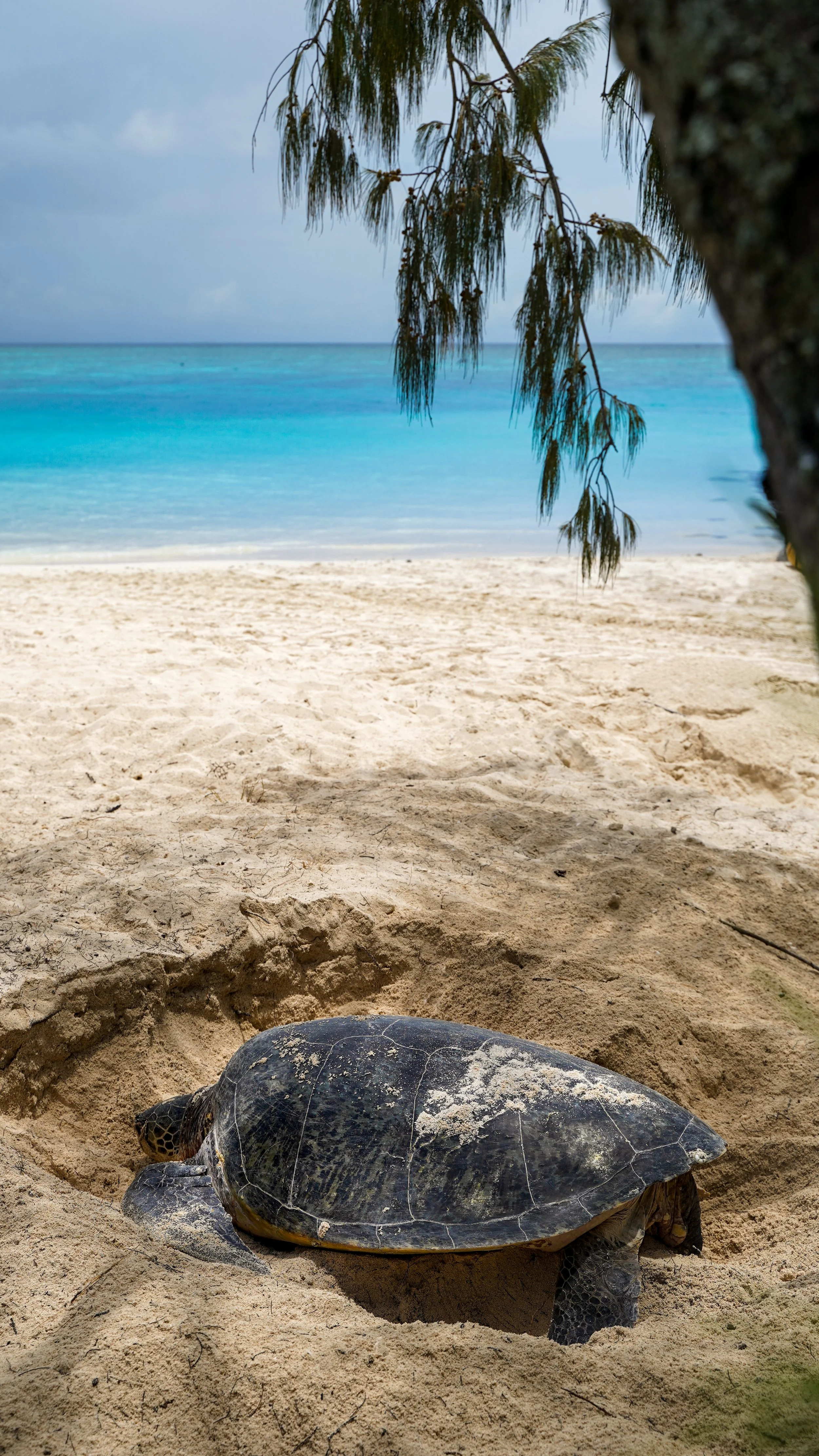 gdzie zobaczyc żółwie australia heron island.JPG