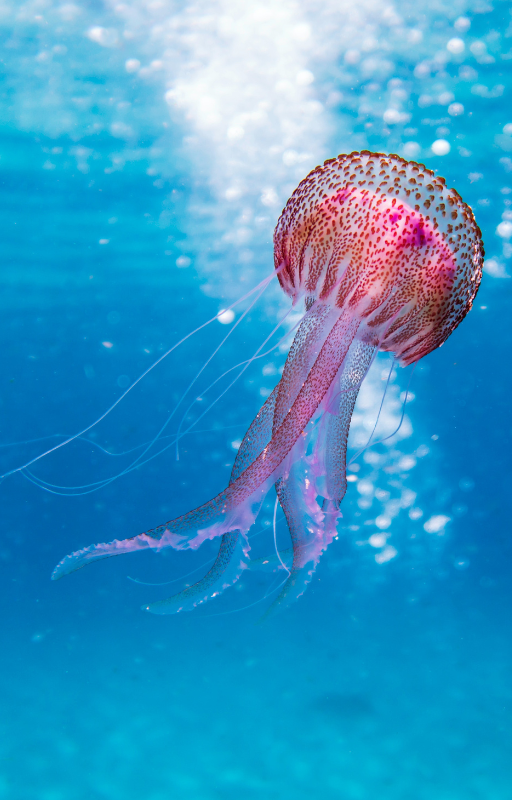 Meduzy w Australii - TOP najgroźniejszych gatunków