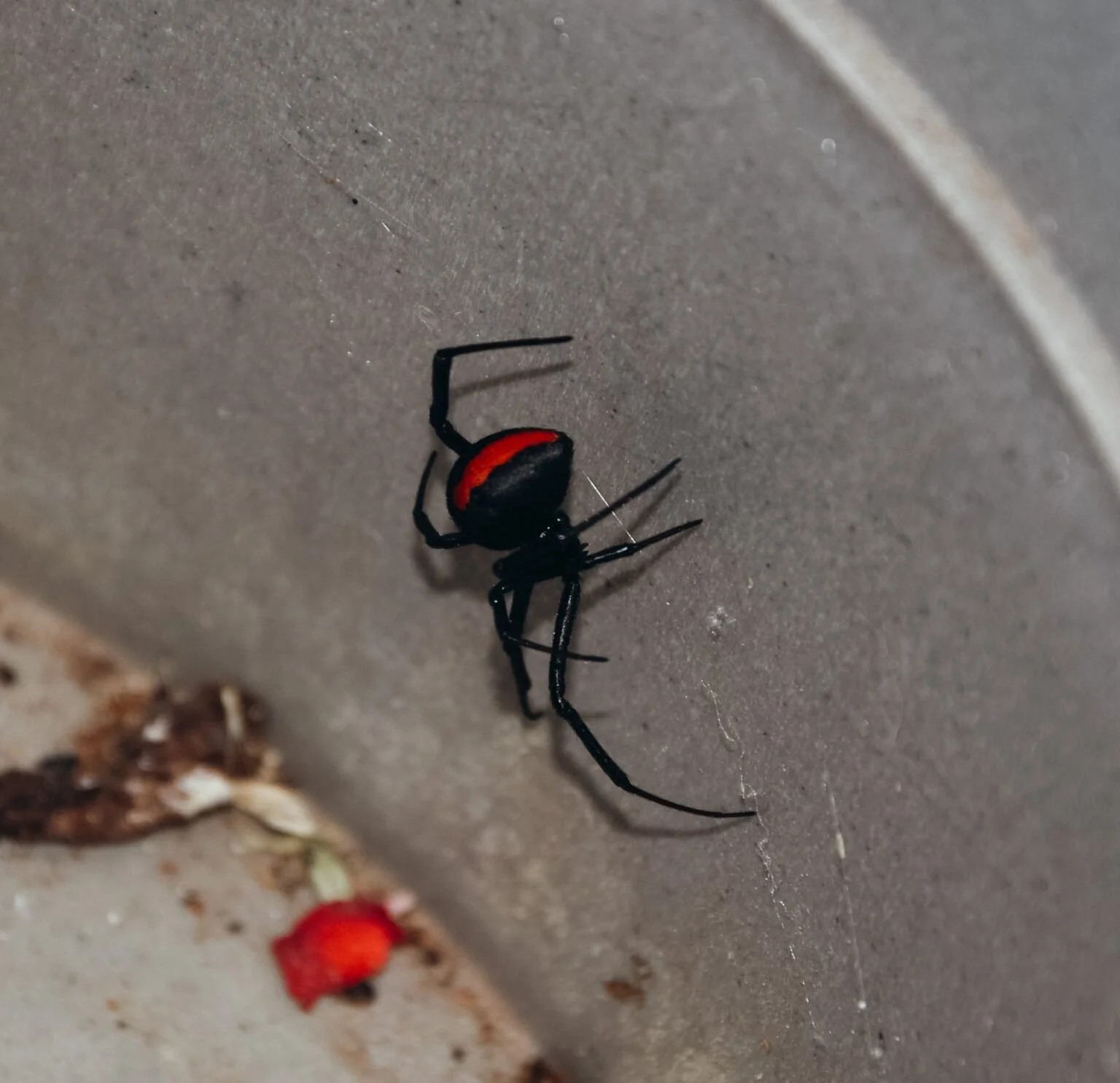 Redback-spider-pajaki-w-australii.jpg