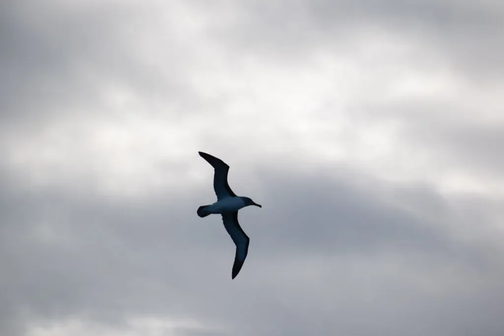 albatros-tasmania-australia.webp