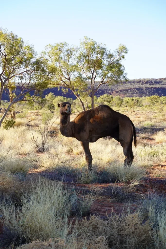 wielblady-w-australii-podroz-do-uluru.webp
