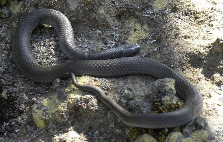 Żyworodny, australijski wąż – small-eyed snake. Węże w Australii