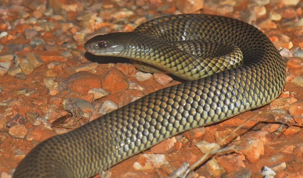 Wybitnie zajadły australijski wąż – Mulga snake. Węże w Australii