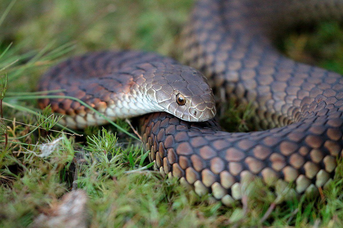 Wąż radzący sobie w śniegu – Lowland copperhead. Węże w Australii