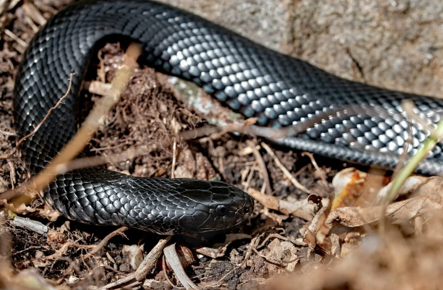 Najczęściej spotykany z jadowitych węży Australii – red-bellied black snake. Węże w Australii