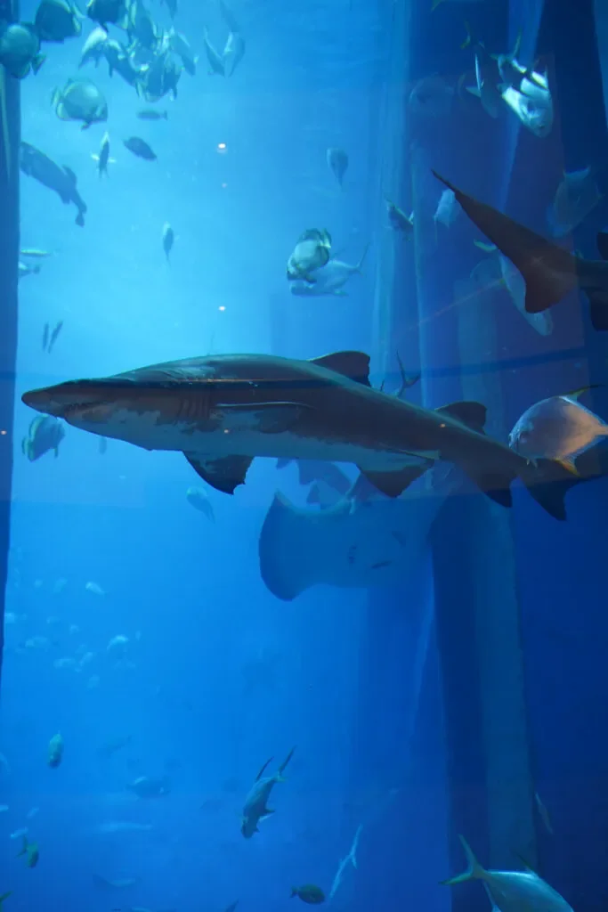 co-zobaczyc-w-dubaju-akwarium-atrkacje.webp
