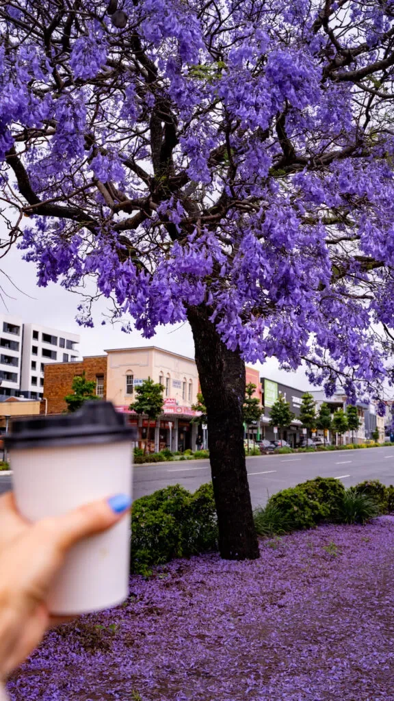 australia-blog-podrozniczy .webp