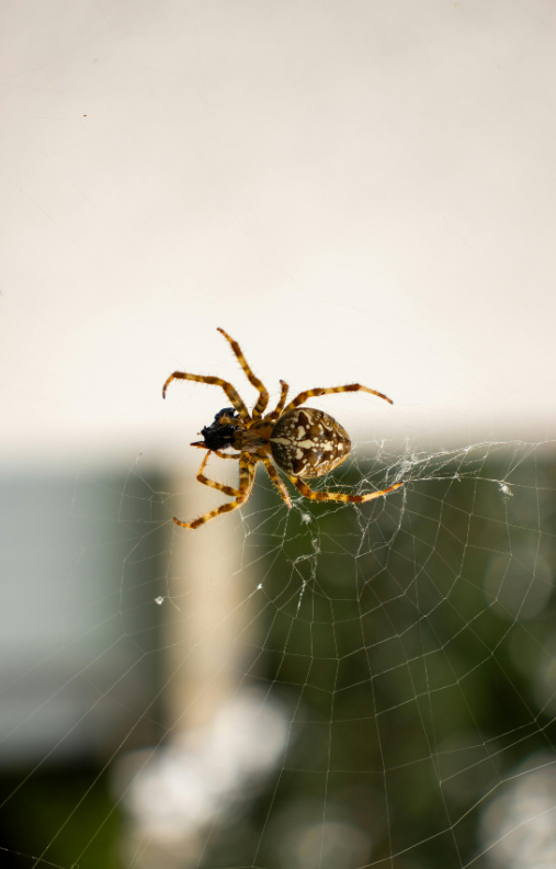 Pająki w Australii – czy wszystkie chcą Cię zabić?