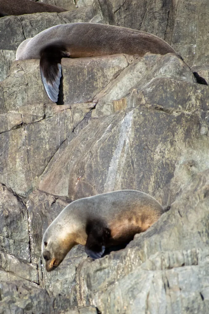 pennicott-wilderness-tasmania-zwierzeta-w-australii