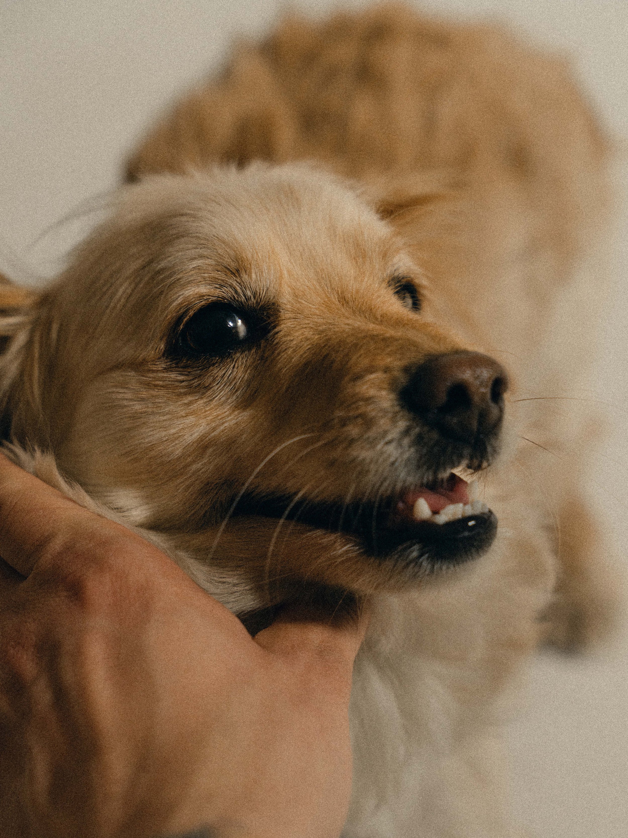 Carla and her dogs portrait session-6.jpg