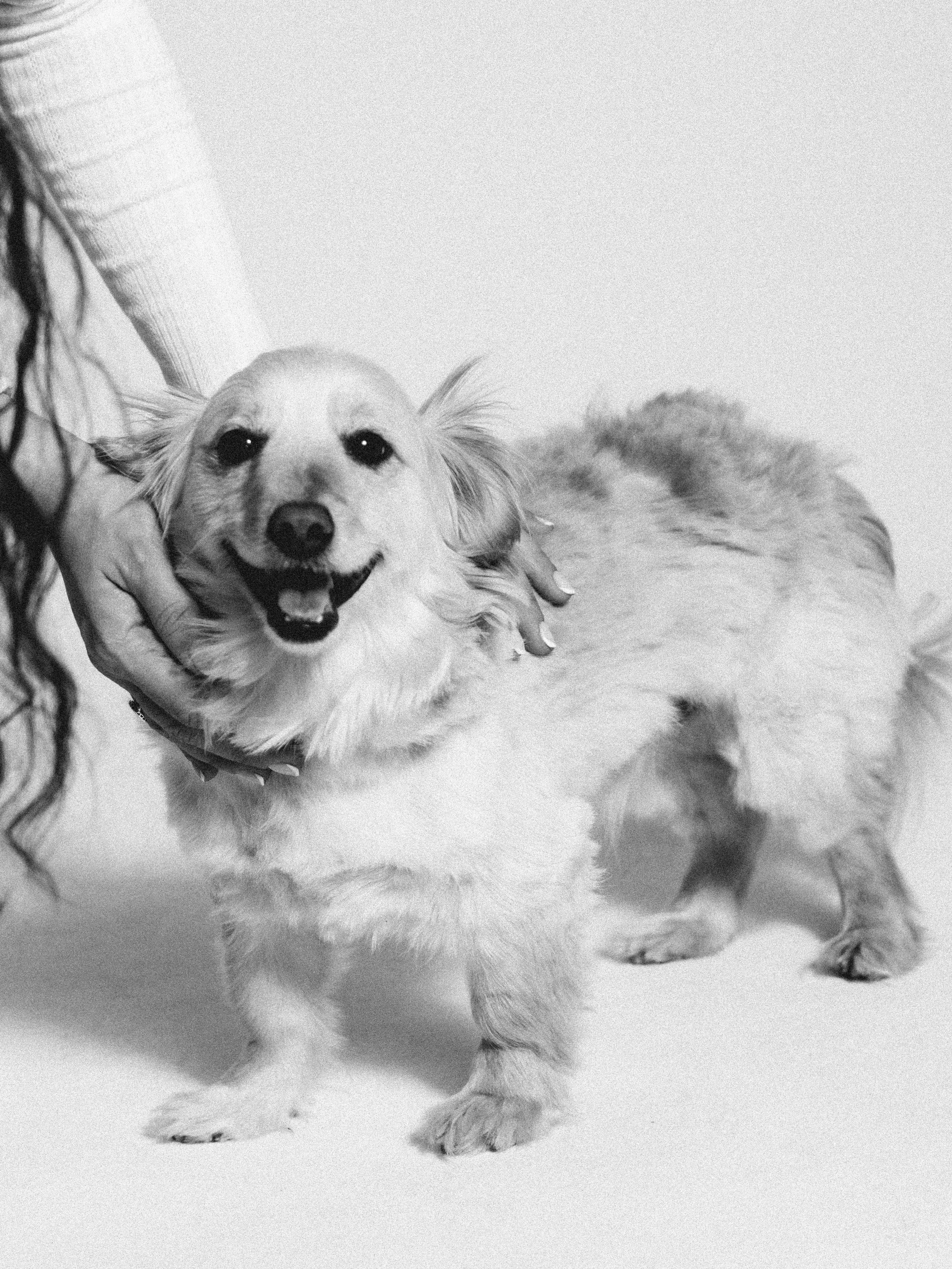 Carla and her dogs portrait session-5.jpg