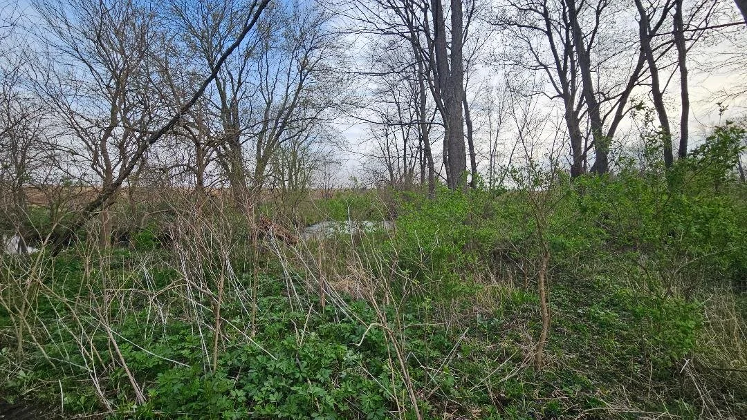 A wooded area with trees, shrubs, and green vegetation in early spring.