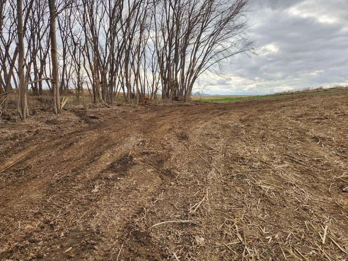 A dirt path leading through a field with leafless trees on the side, under a cloudy sky.