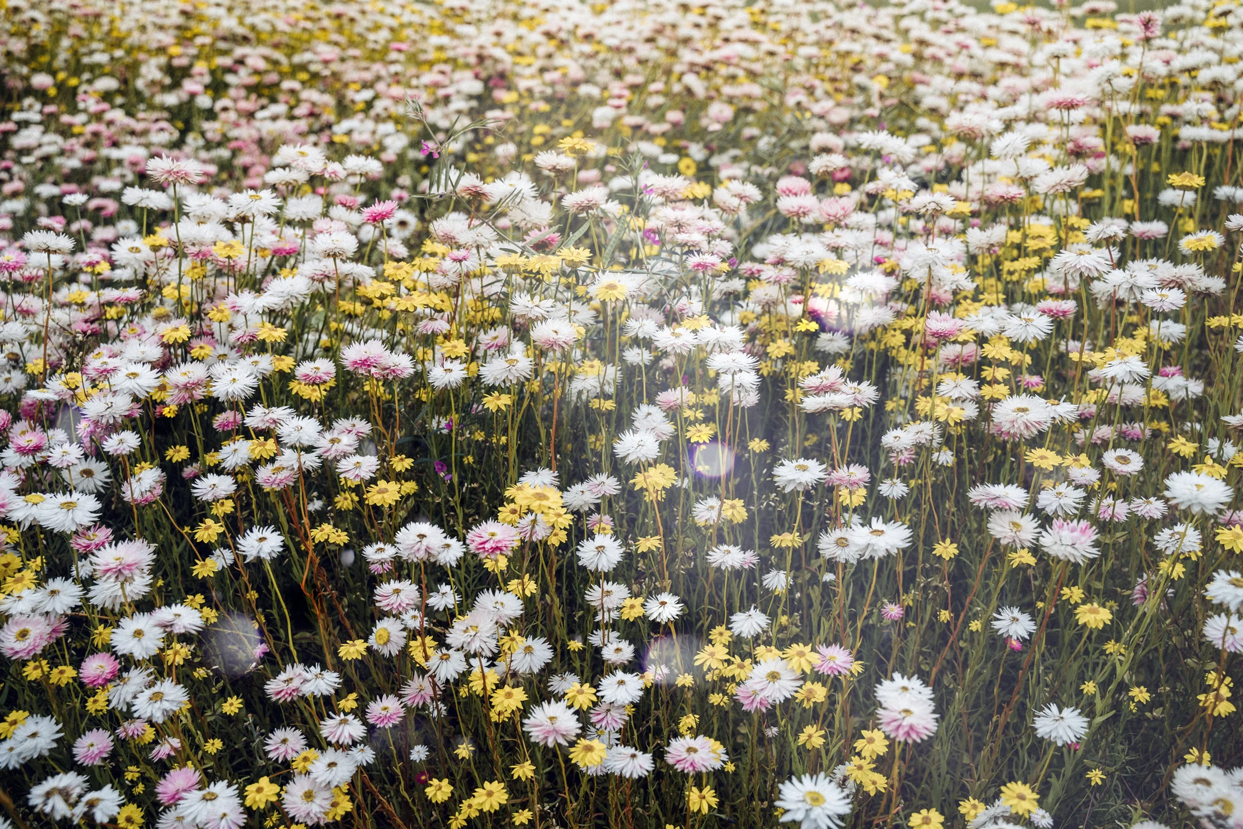 Understanding Seasonal Allergies