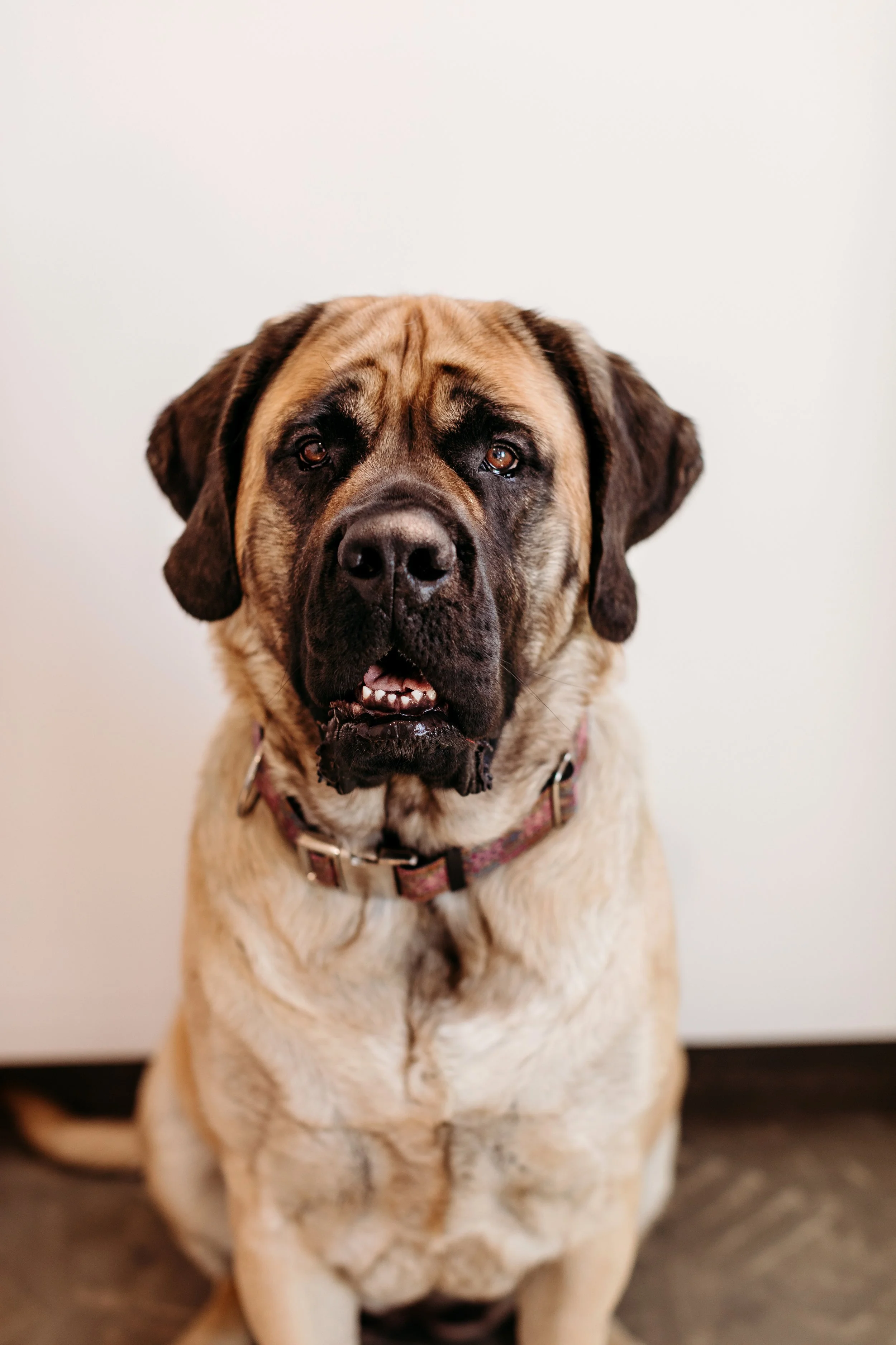 Close-up of a large, tan and black Mastiff sitting indoors against a plain white wall.
