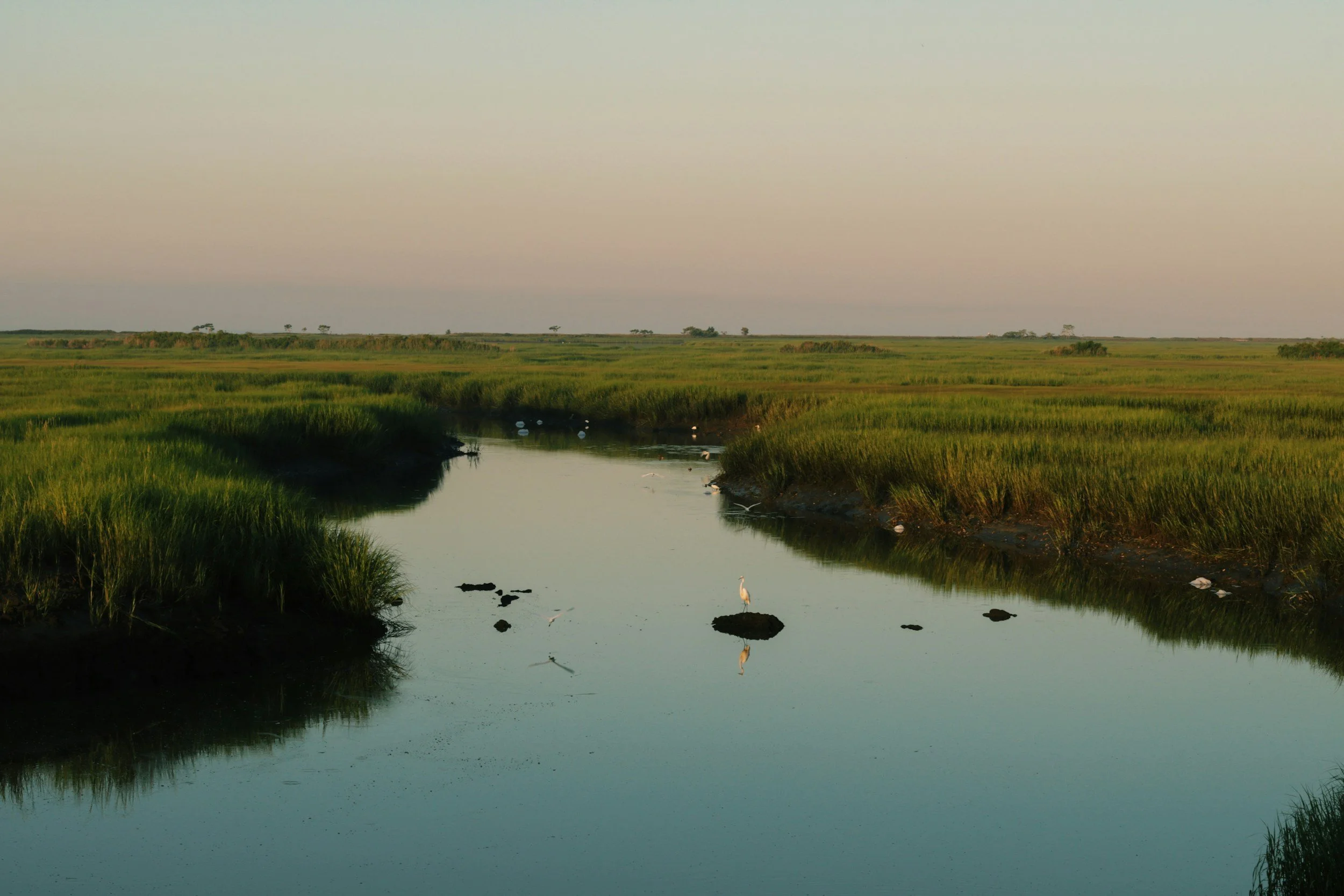 A tranquil wetland landscape with a narrow water channel flowing through tall green grasses, some birds standing on rocks in the water, and a clear sky in the background.