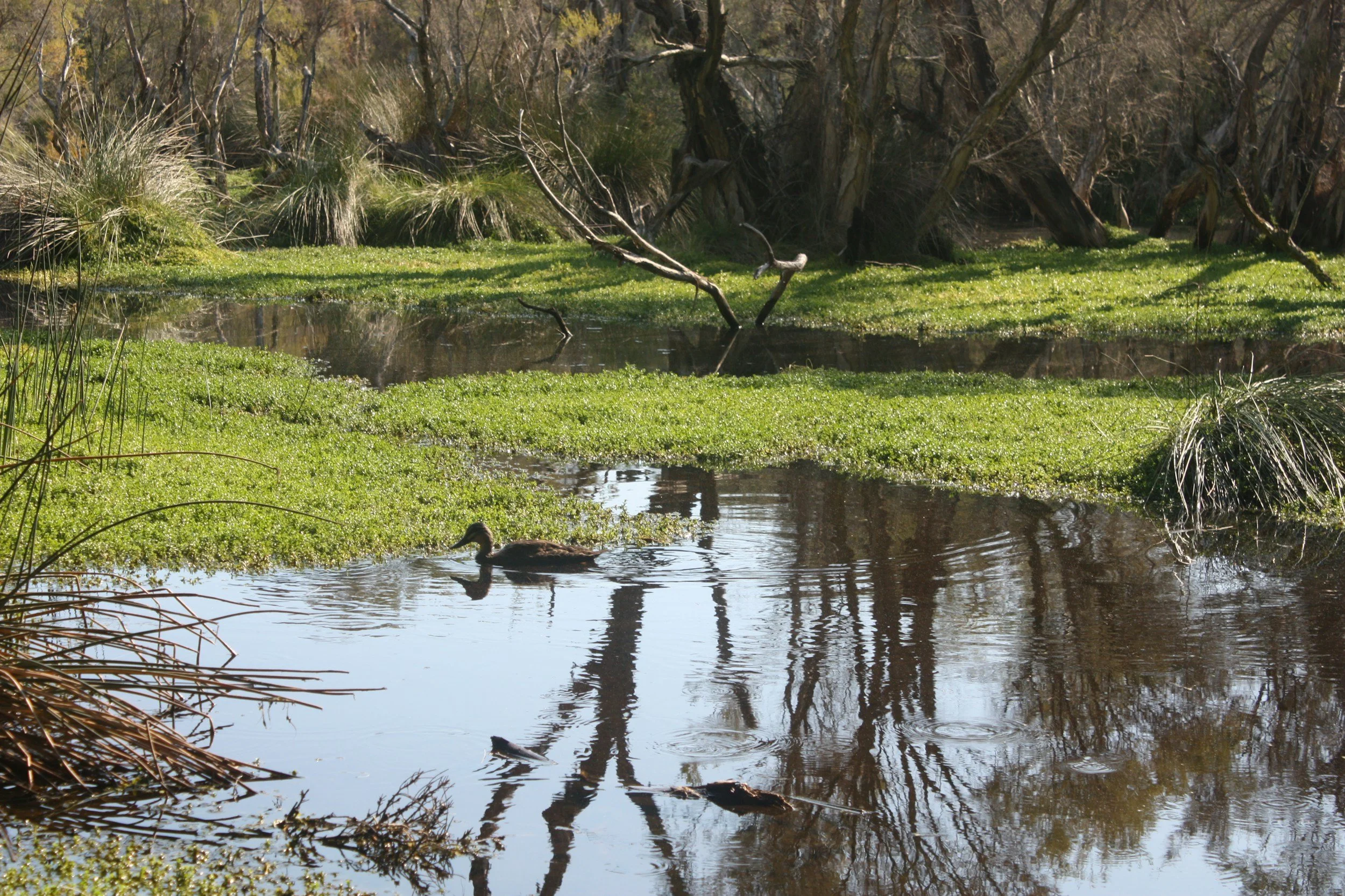 A creek with ducks swimming among green plants, surrounded by trees and bushes in a natural wetland setting.