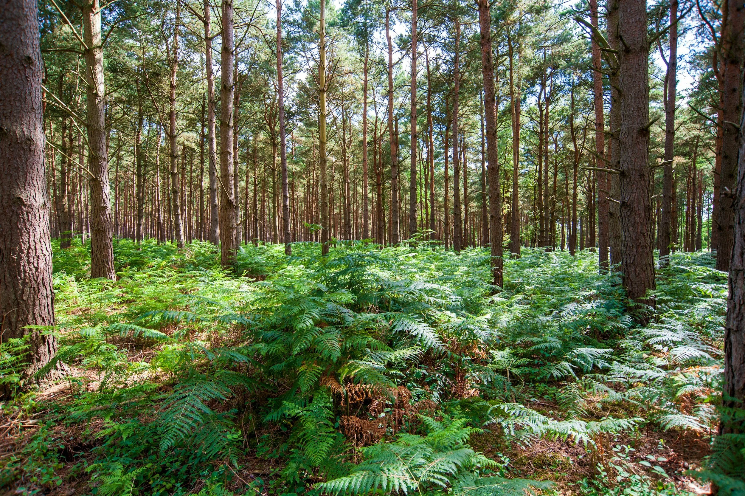 A lush green forest with tall pine trees and dense ground cover of ferns, sunlight filtering through the canopy.