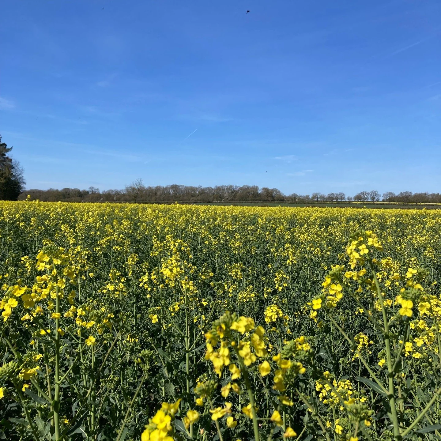 Lovely day on the farm

Bring your dishes to life with our range of Quirky Ketchups:

Green Tomato &amp; Red Chilli
Mango &amp; Red Chilli
Pineapple &amp; Green Chilli
Orange &amp; Ginger
Coming this August: Spicy Pumpkin
No additives
Long shelf life