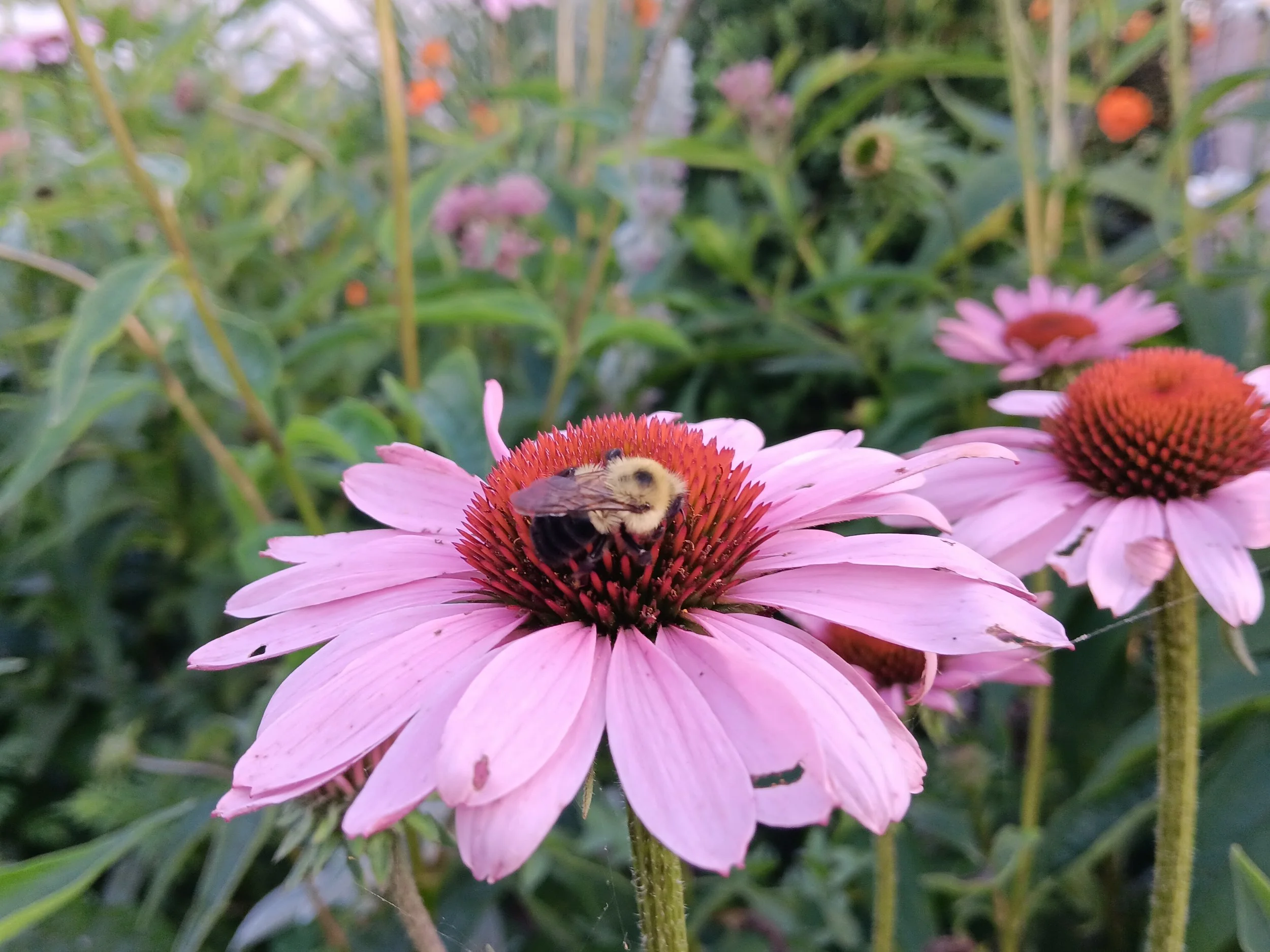 Single Consulting Session