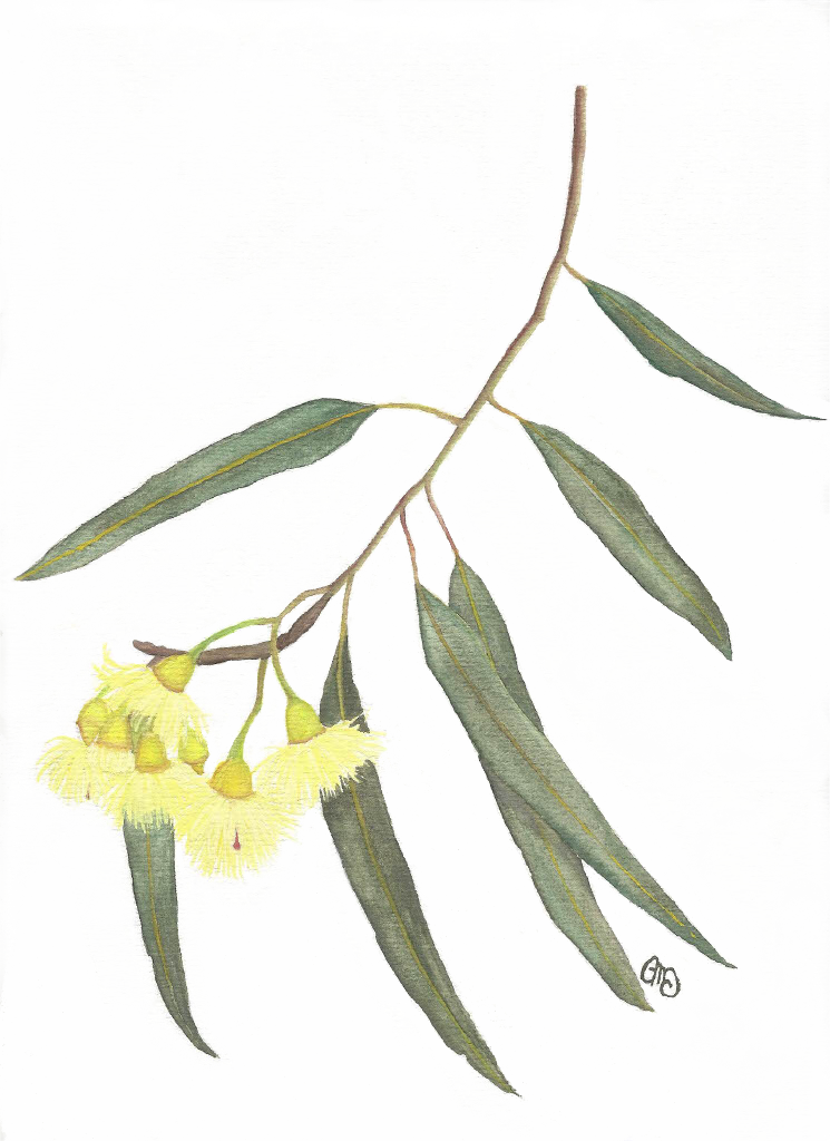 Flowering gum.png