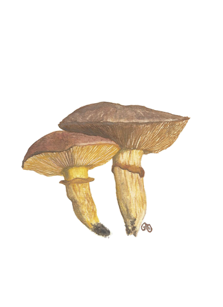 Mushrooms.png