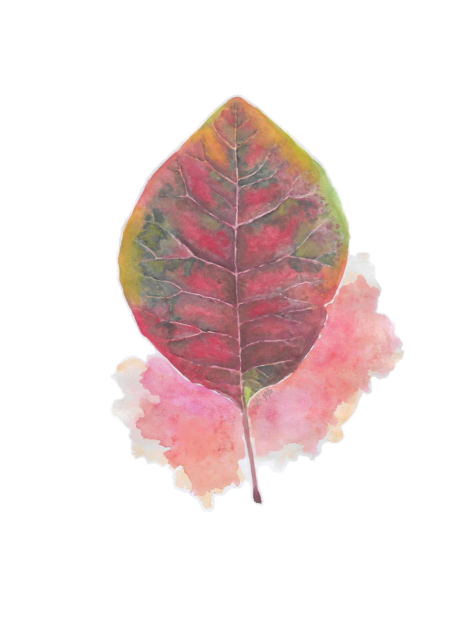 Red Leaf.png