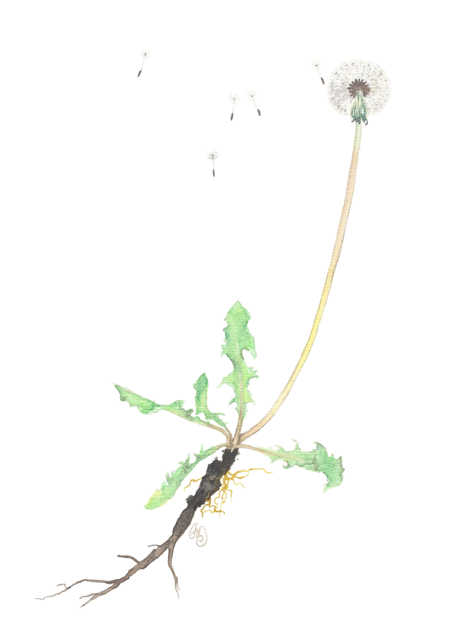Dandelion.png