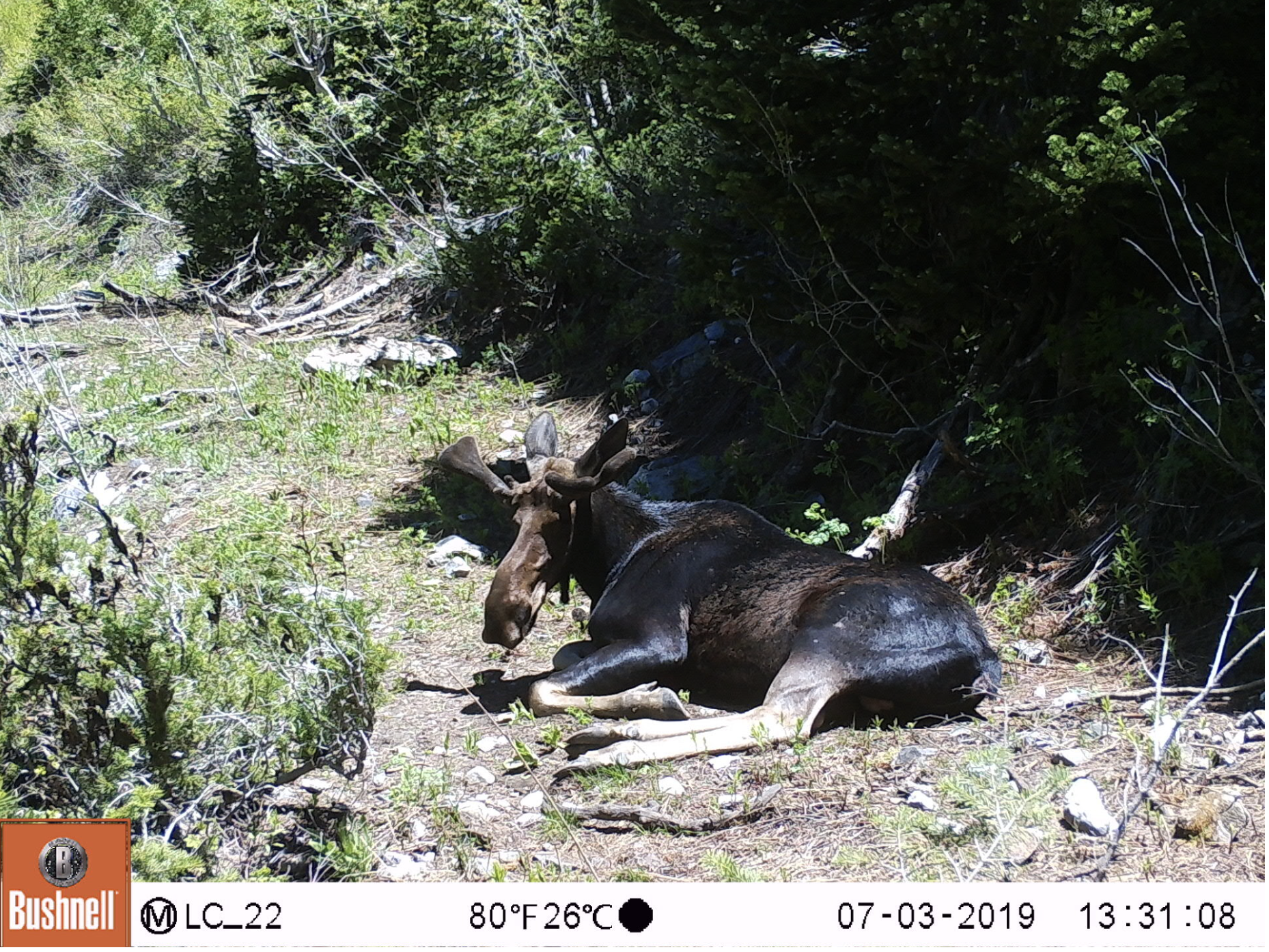 A moose lying on the ground in a forested area with sunlight filtering through trees.