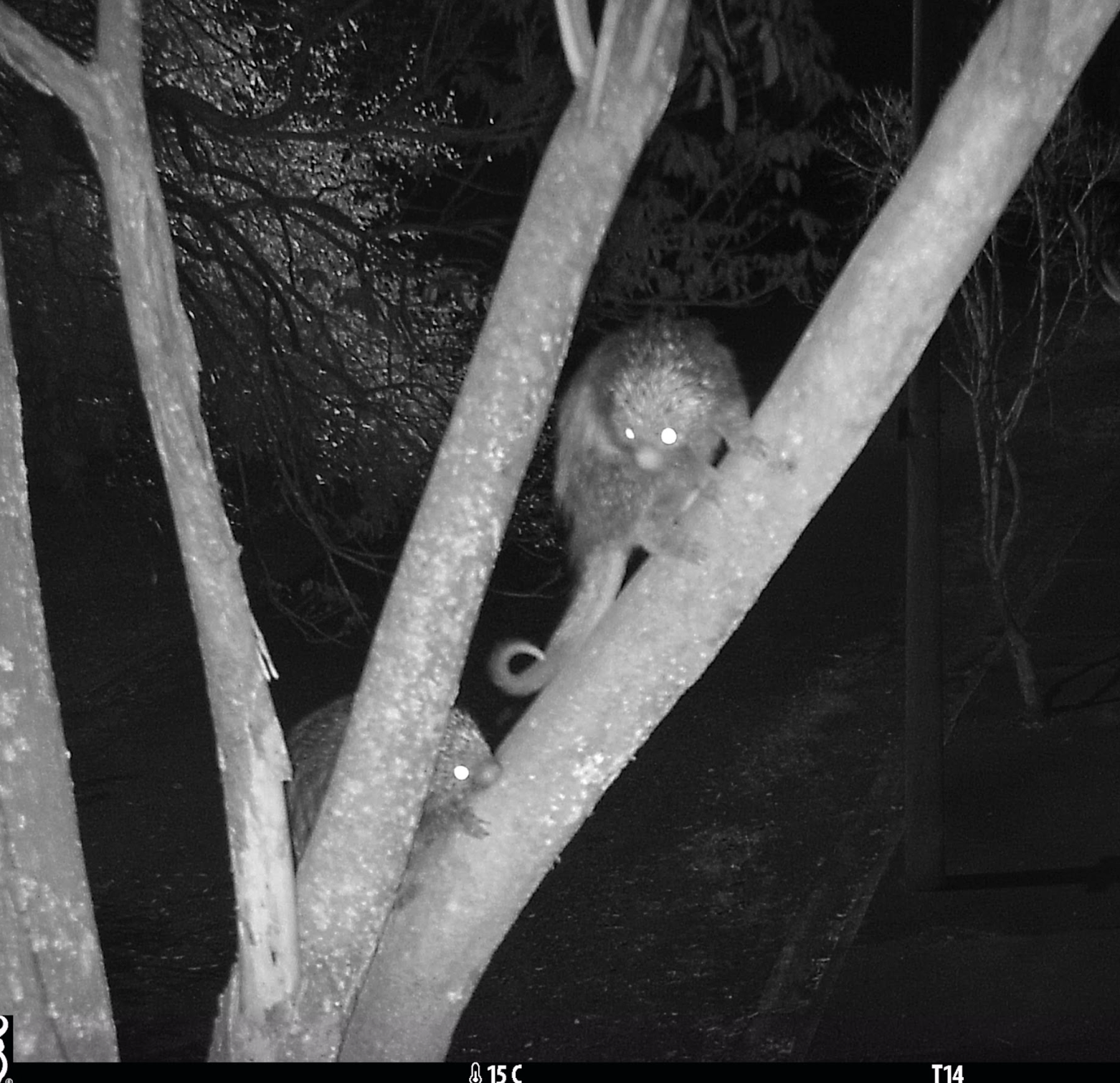 a uwin camera trap image using UWIN protocols