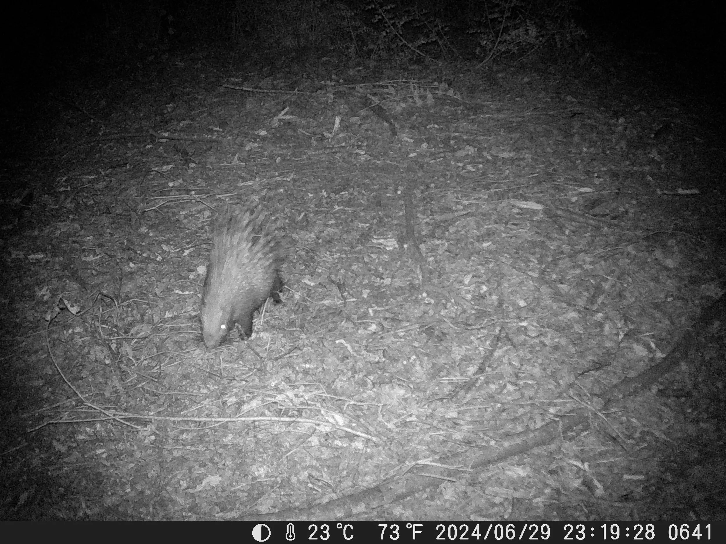 WIldlife Camera Trap Image from UWIN Database