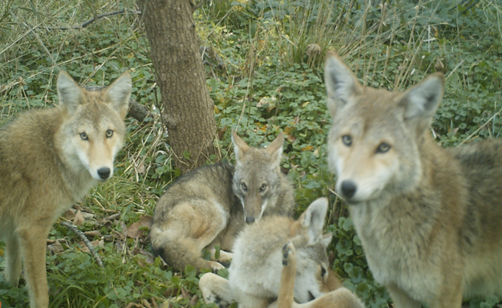 Urban Wildlife Biology