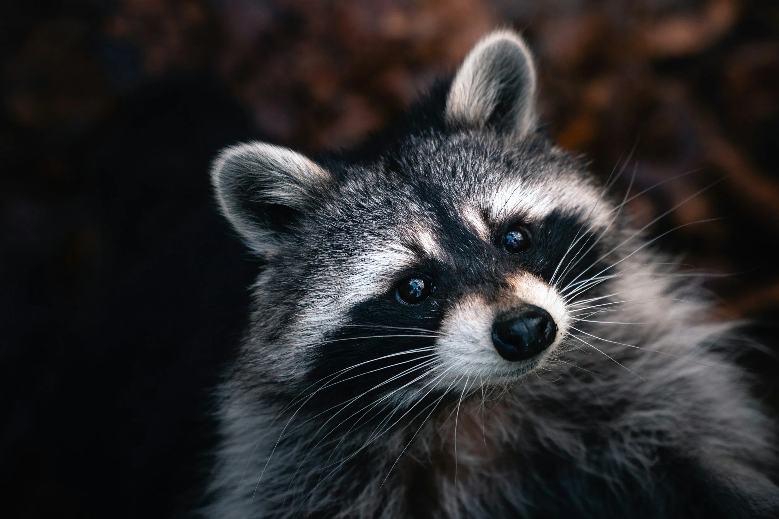 Indianapolis has unusually high raccoon population and researchers are trying to understand why
