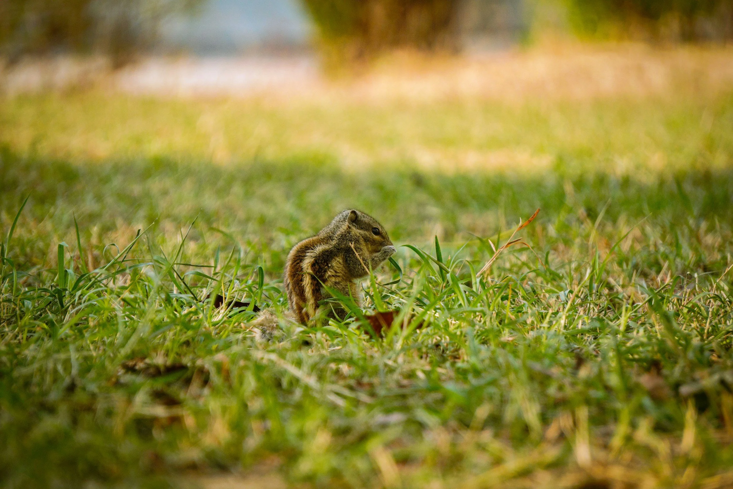 Viral photo of tortilla-stealing squirrel puts spotlight on LA's urban wildlife 