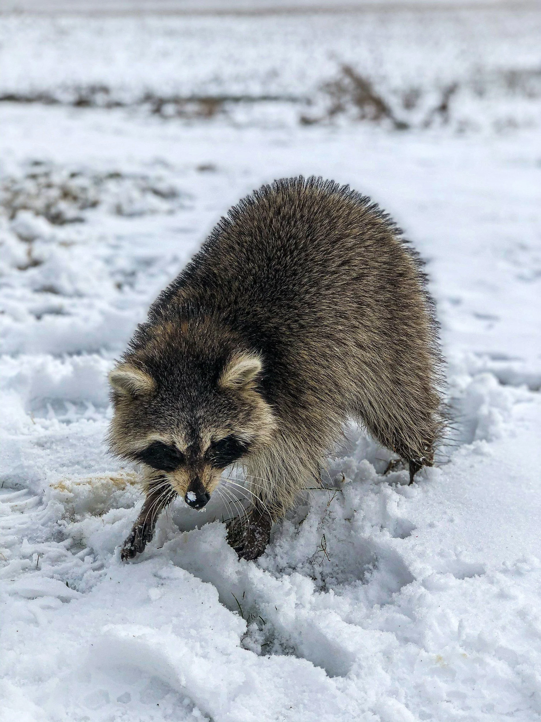 Edmonton researchers capture raccoons on camera