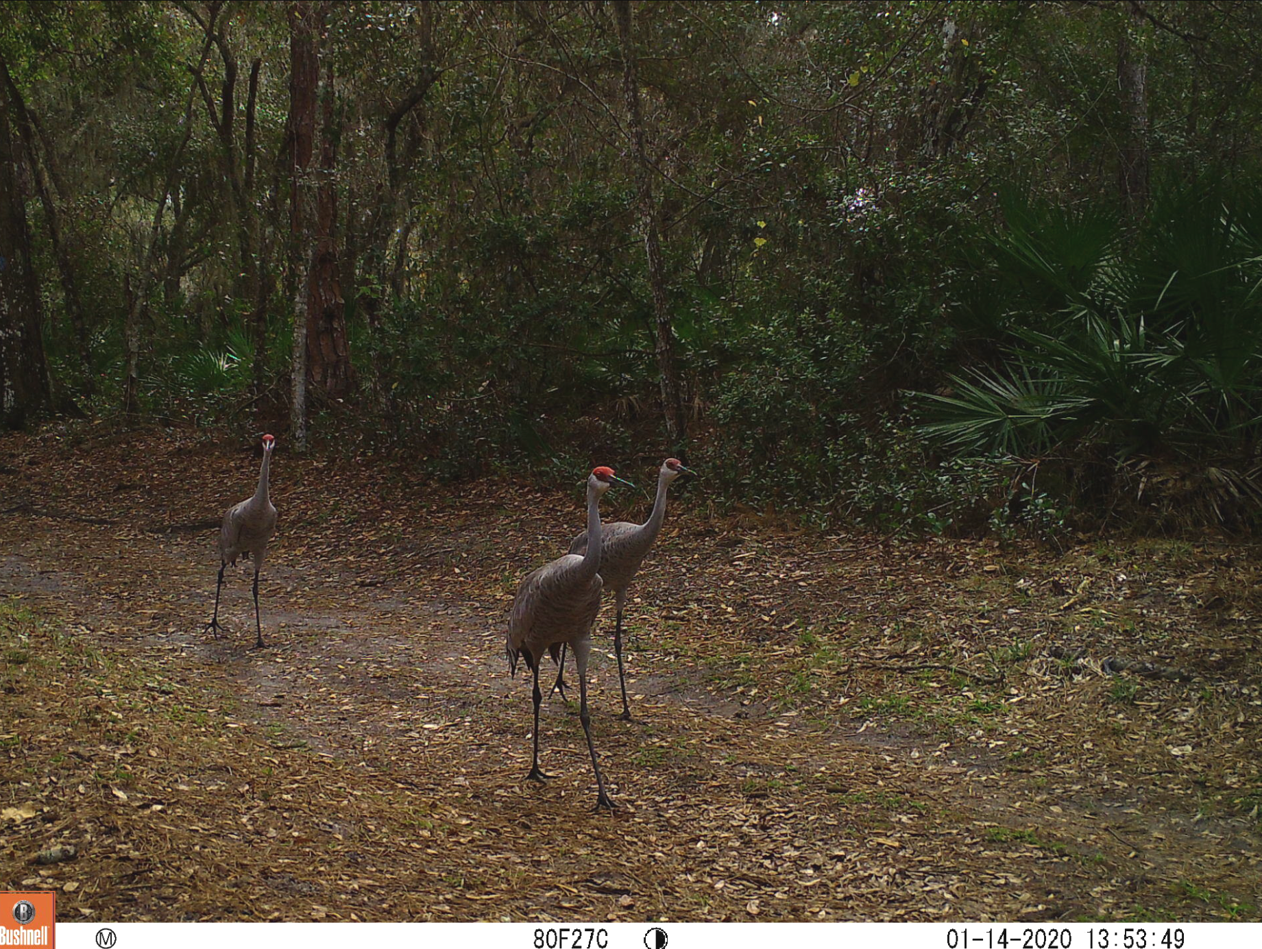 Three Sandhill cranes walking on a wooded nature trail.
