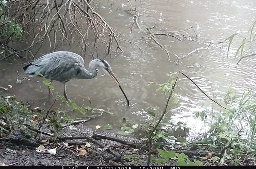 Camera traps spotlight biodiversity at Maynooth University