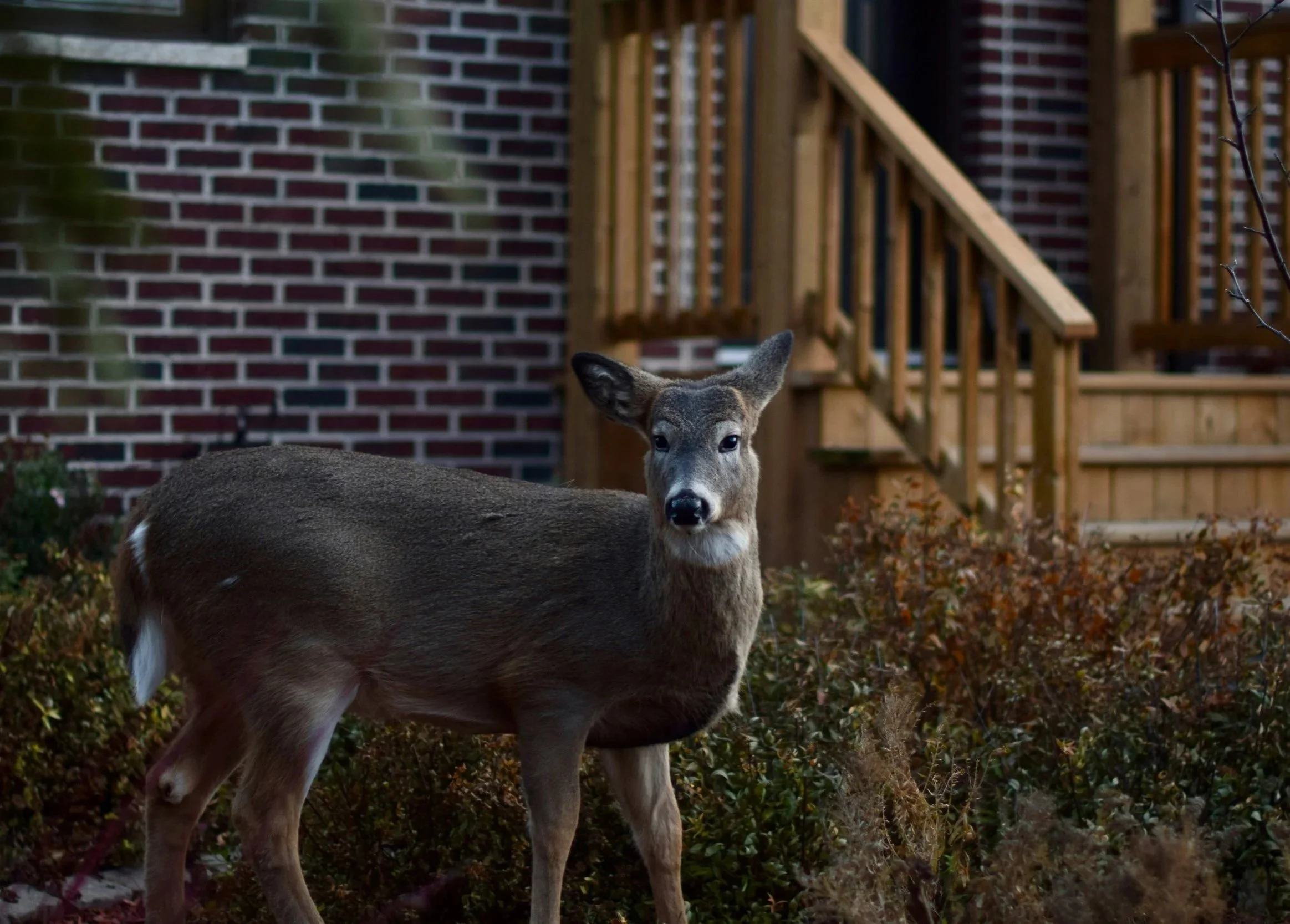 deer in the city highlighting importance of designing for wildlife