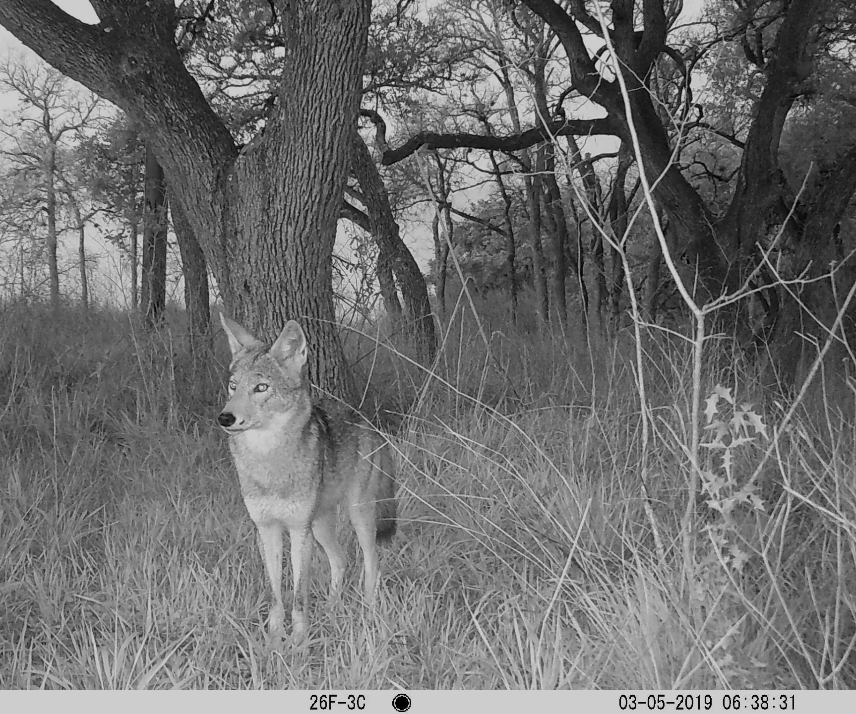 Coyote looking majestic in an Austin park (Austin Wildlife Watch