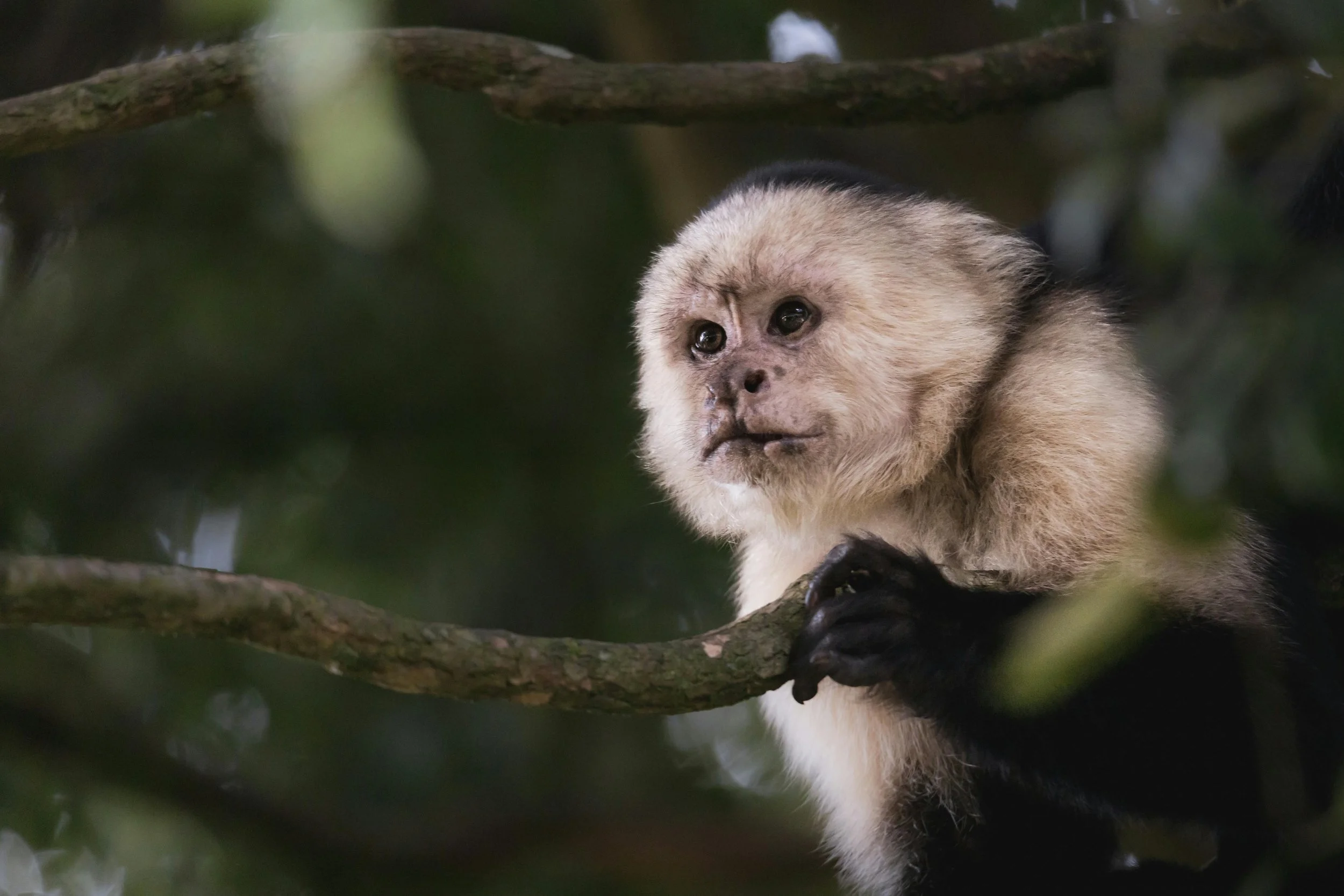a monkey nestled on a tree branch