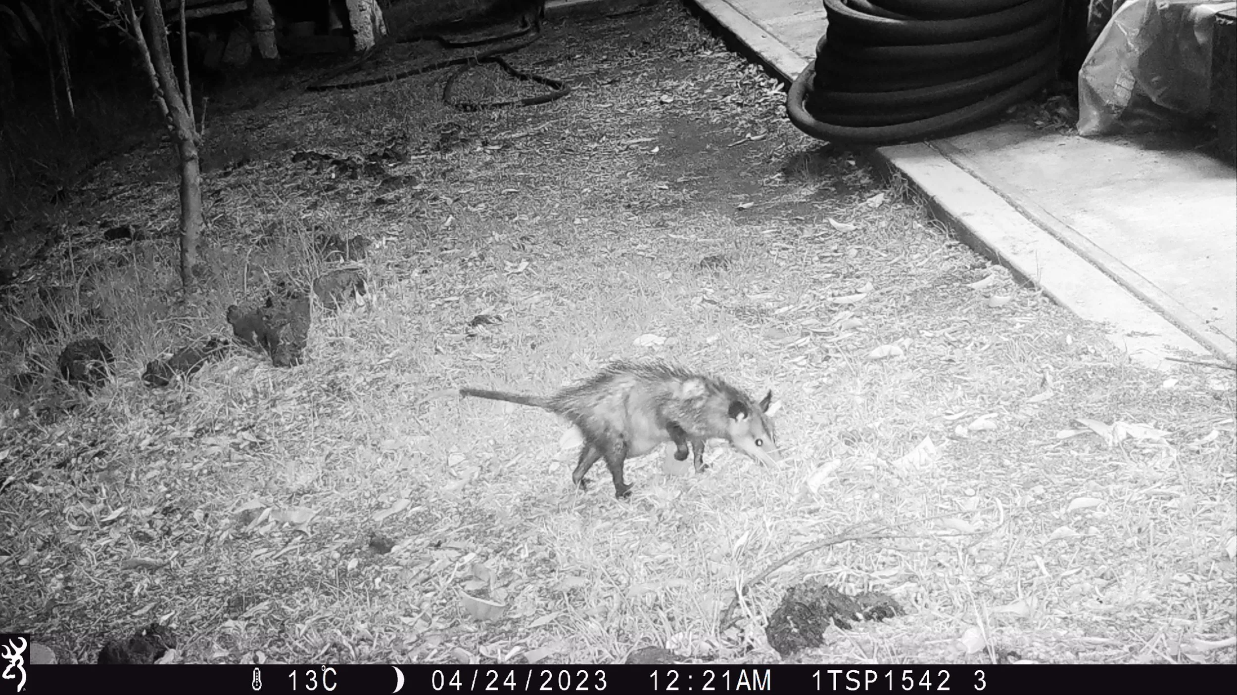 Tlacuache camera trap image
