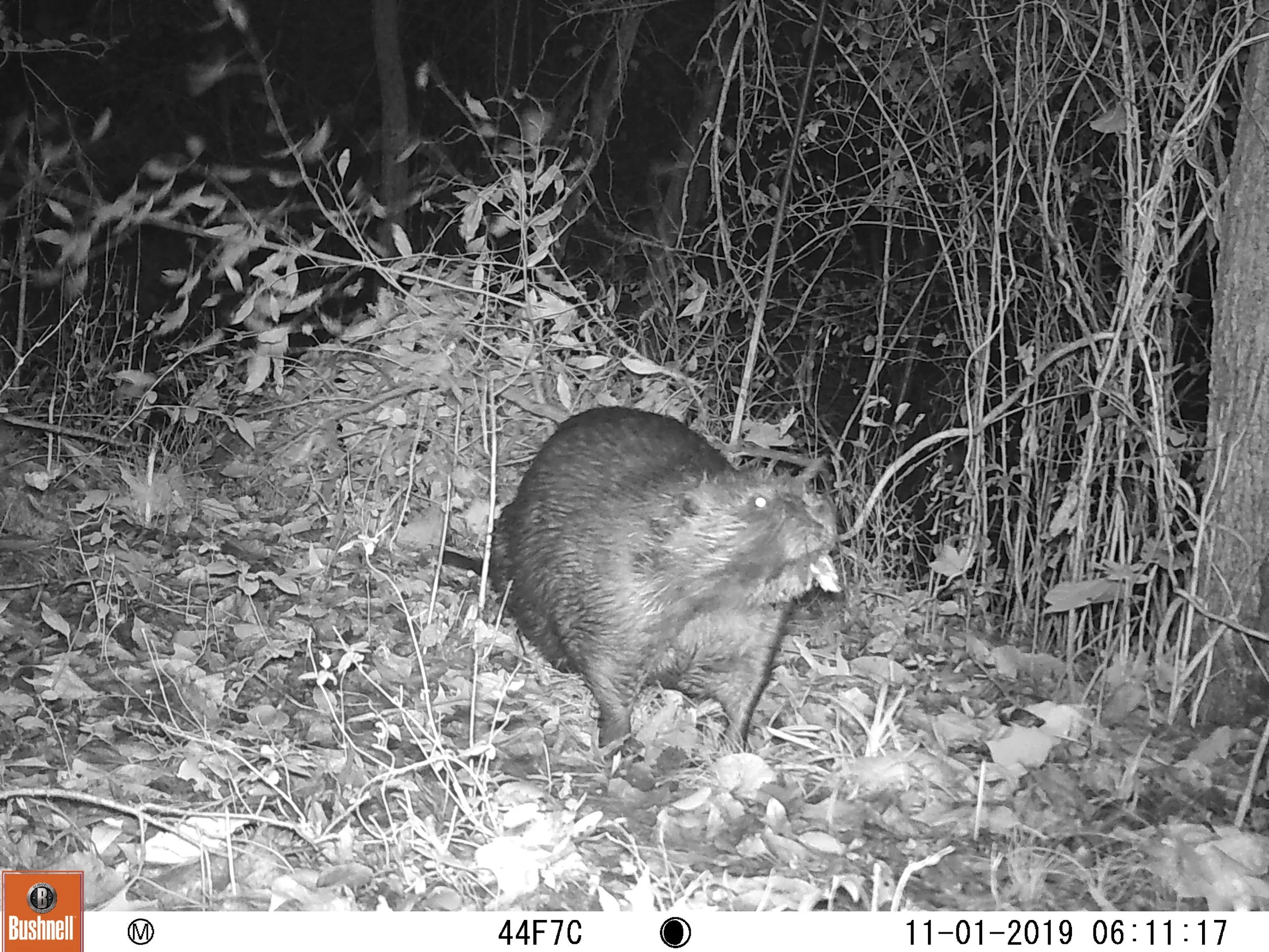 Photo showing a muskrat in a natural outdoor setting at night, captured by a trail camera with black and white infrared imagery.