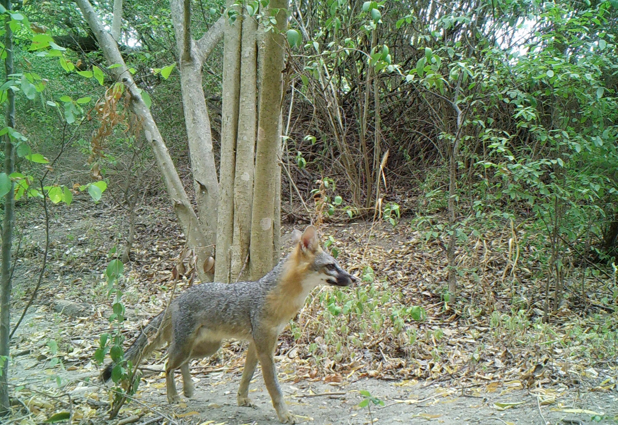 grey fox in austin 
